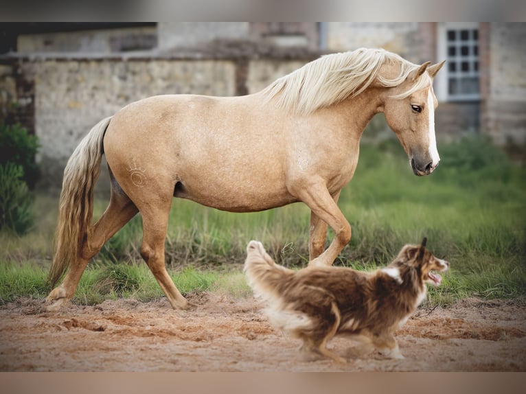 PRE Mix Stute 5 Jahre 153 cm Palomino in Courtomer