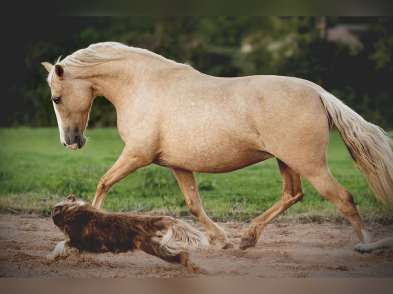 PRE Mix Stute 5 Jahre 153 cm Palomino in Courtomer