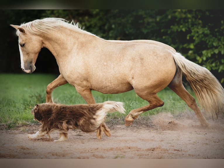 PRE Mix Stute 5 Jahre 153 cm Palomino in Courtomer
