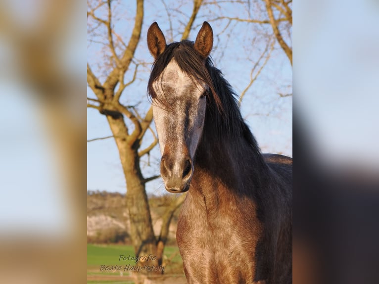 PRE Mix Stute 5 Jahre 154 cm Schimmel in Ostbevern
