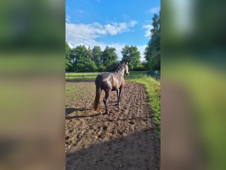 PRE Mix Stute 5 Jahre 154 cm Schimmel in Ostbevern
