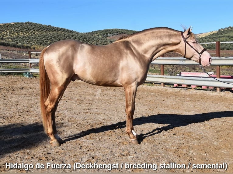 PRE Stute 5 Jahre 156 cm Brauner in Provinz Cordoba