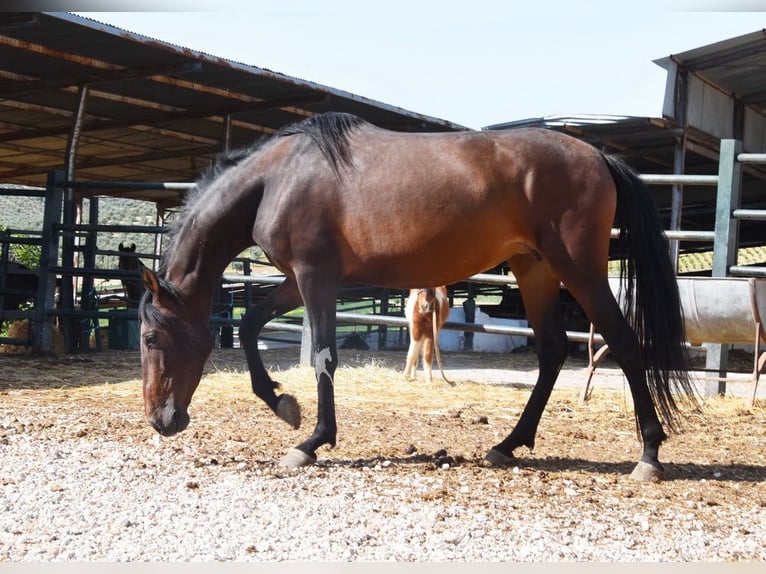 PRE Stute 5 Jahre 156 cm Brauner in Provinz Cordoba