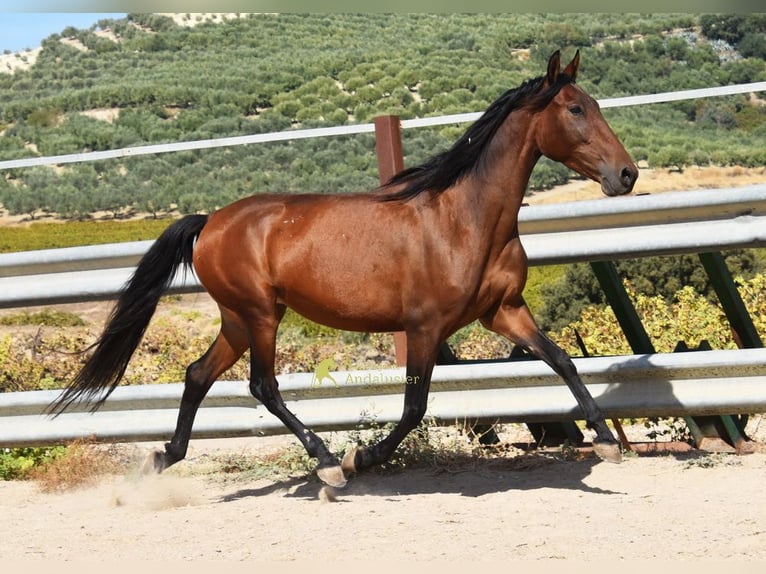 PRE Stute 5 Jahre 156 cm Brauner in Provinz Cordoba