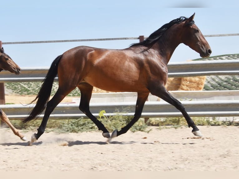 PRE Stute 5 Jahre 156 cm Brauner in Provinz Cordoba