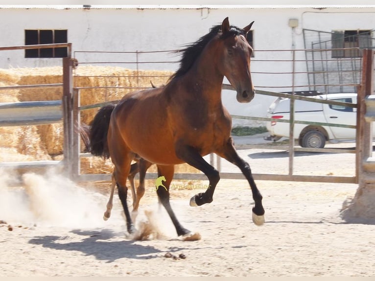 PRE Stute 5 Jahre 156 cm Brauner in Provinz Cordoba