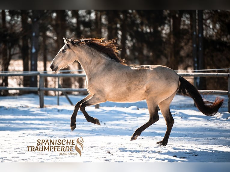 PRE Mix Stute 5 Jahre 156 cm Falbe in Traventhal