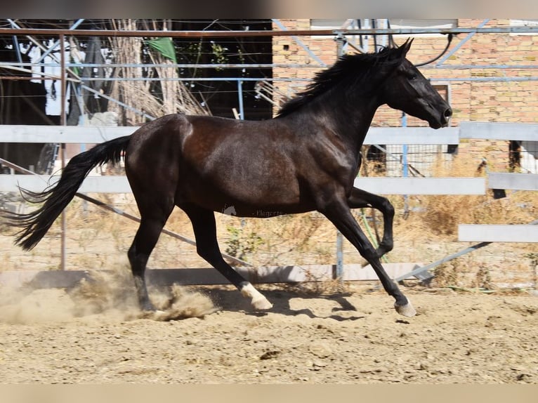 PRE Stute 5 Jahre 158 cm Rappe in Provinz Granada