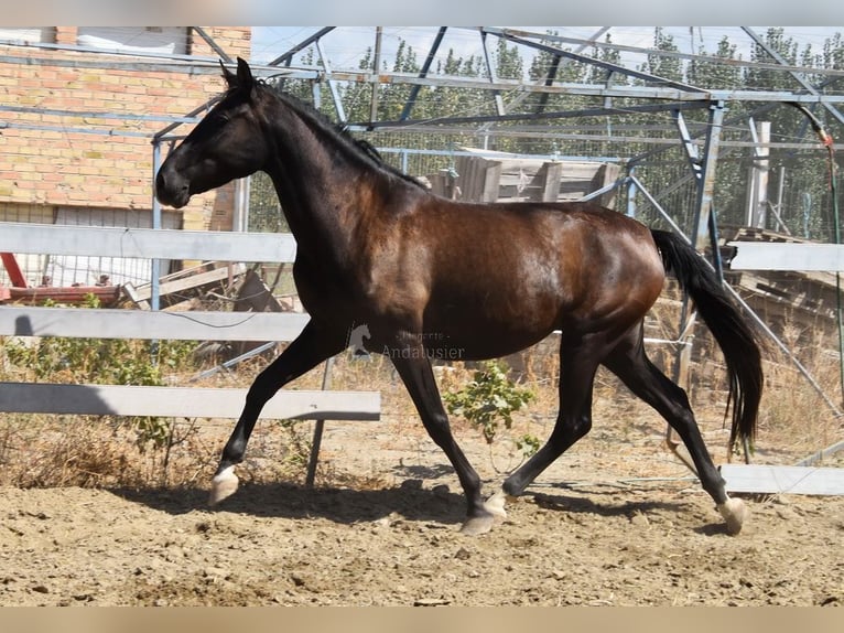 PRE Stute 5 Jahre 158 cm Rappe in Provinz Granada