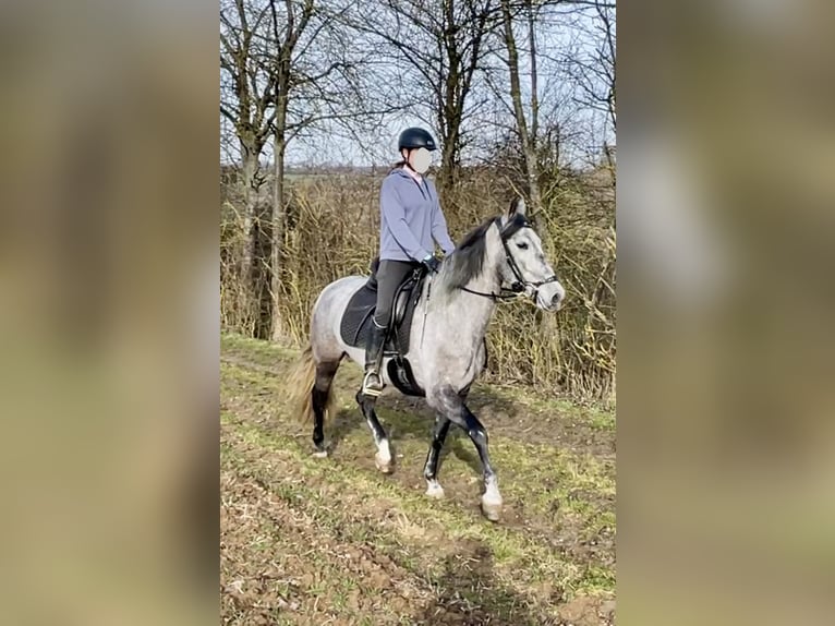 PRE Mix Stute 5 Jahre 160 cm Blauschimmel in Würzburg