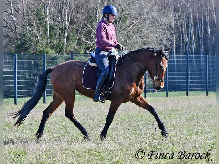 PRE Stute 5 Jahre 160 cm Brauner in Wiebelsheim