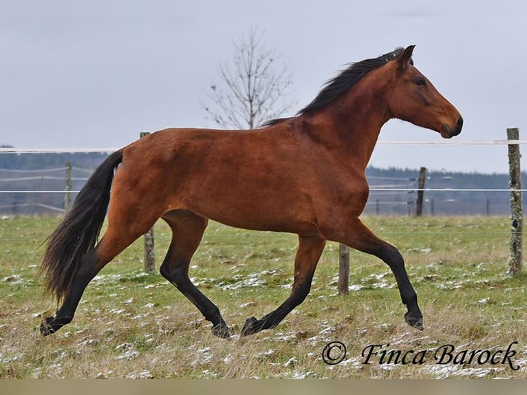 PRE Stute 5 Jahre 160 cm Brauner in Wiebelsheim