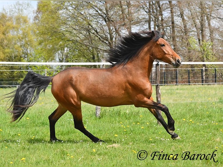 PRE Stute 5 Jahre 160 cm Brauner in Wiebelsheim