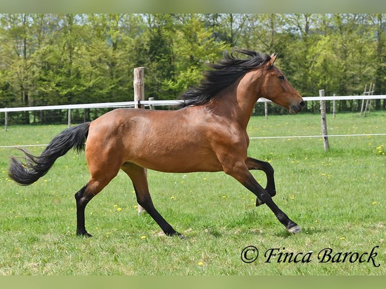 PRE Stute 5 Jahre 160 cm Brauner in Wiebelsheim