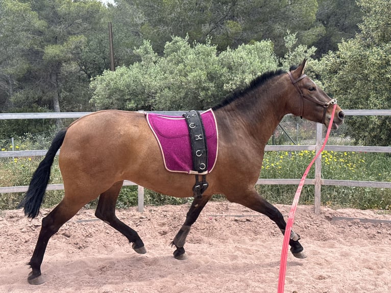 PRE Mix Stute 5 Jahre 160 cm Brauner in Valencia