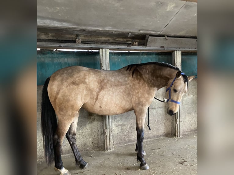 PRE Stute 5 Jahre 160 cm Buckskin in Nijkerk