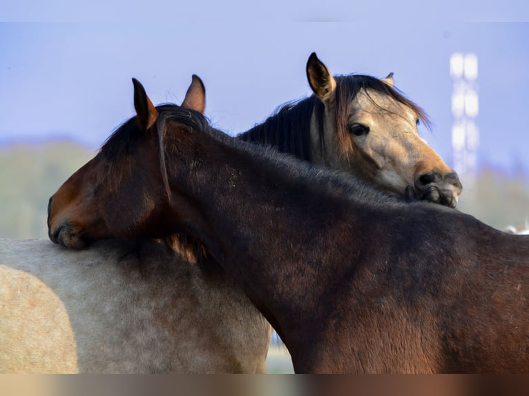 PRE Stute 5 Jahre 160 cm Buckskin in Nijkerk