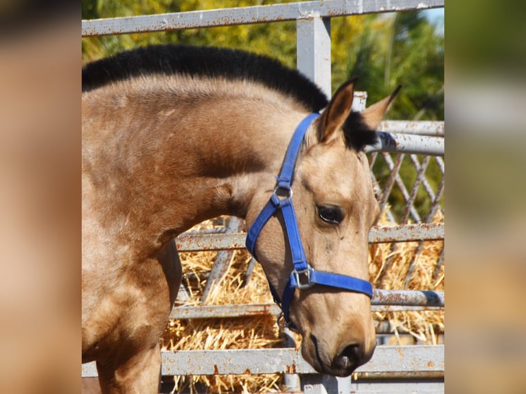 PRE Stute 5 Jahre 160 cm Buckskin in Nijkerk