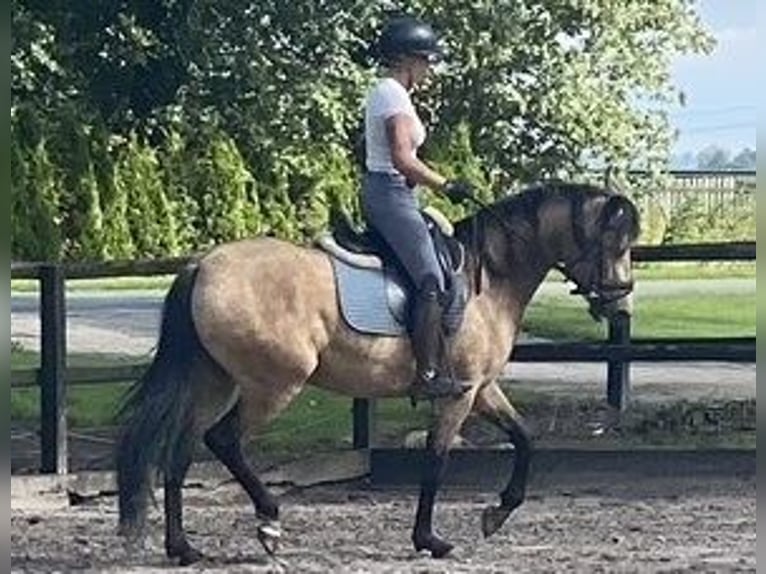 PRE Stute 5 Jahre 160 cm Buckskin in Nijkerk