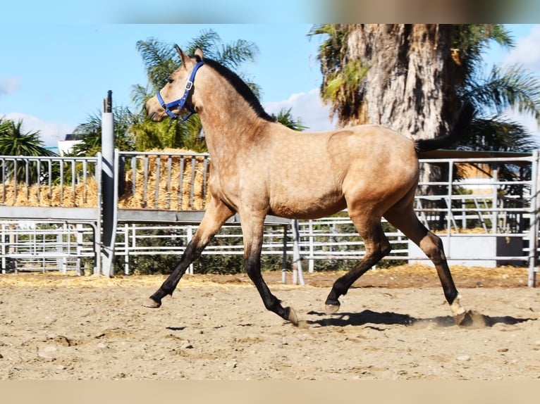 PRE Stute 5 Jahre 160 cm Buckskin in Nijkerk
