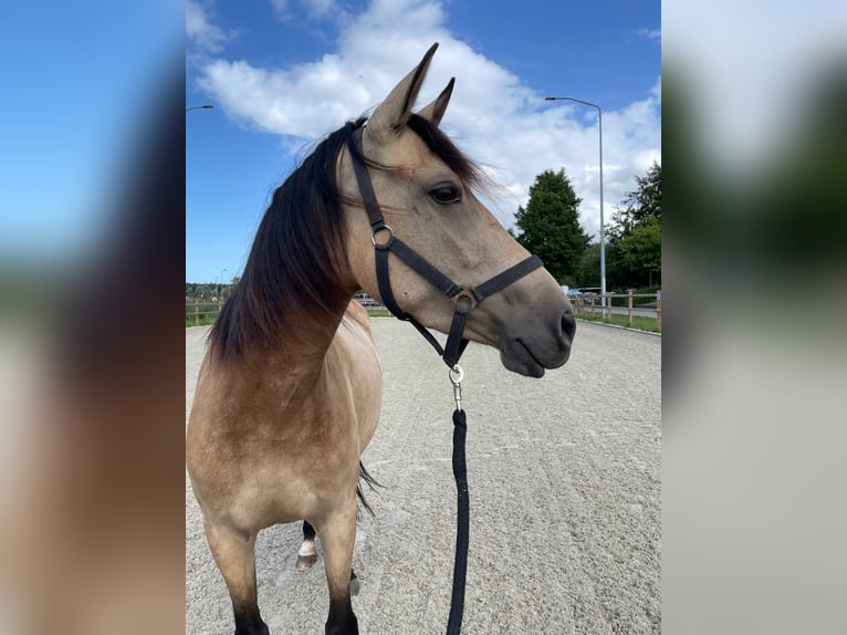 PRE Stute 5 Jahre 160 cm Buckskin in Nijkerk
