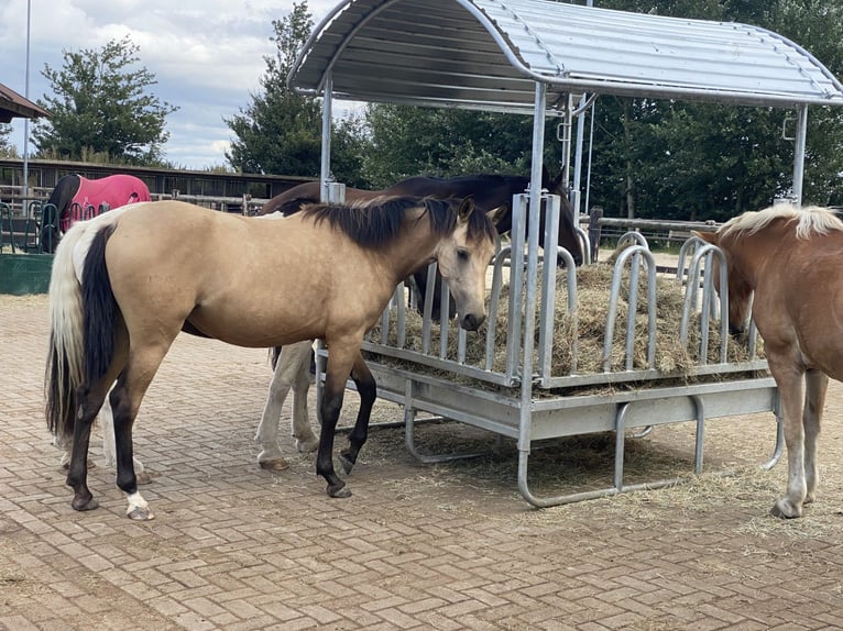 PRE Stute 5 Jahre 160 cm Buckskin in Nijkerk