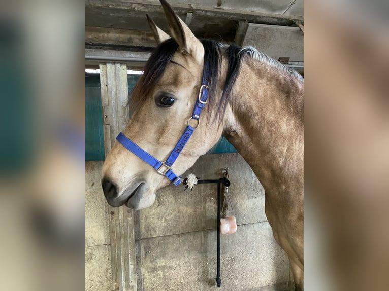 PRE Stute 5 Jahre 160 cm Buckskin in Nijkerk