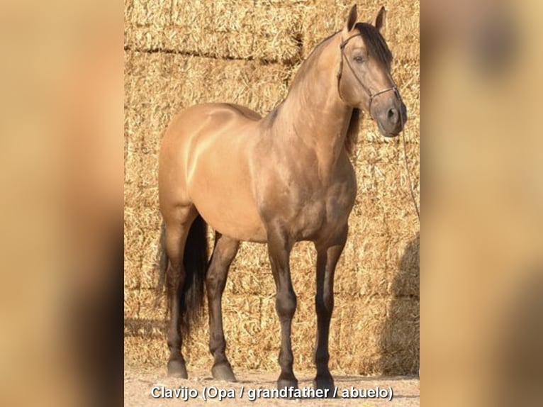 PRE Stute 5 Jahre 160 cm Buckskin in Nijkerk