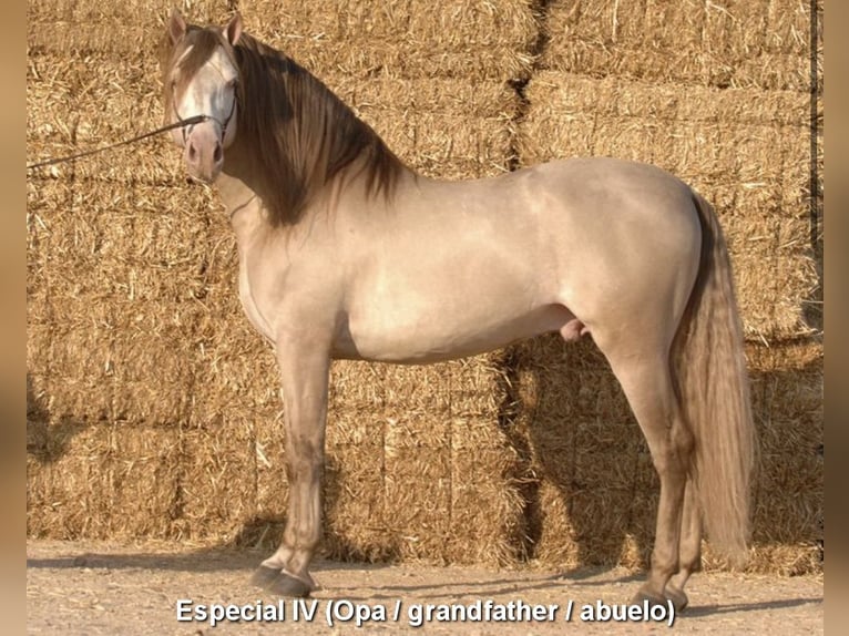 PRE Stute 5 Jahre 160 cm Buckskin in Nijkerk
