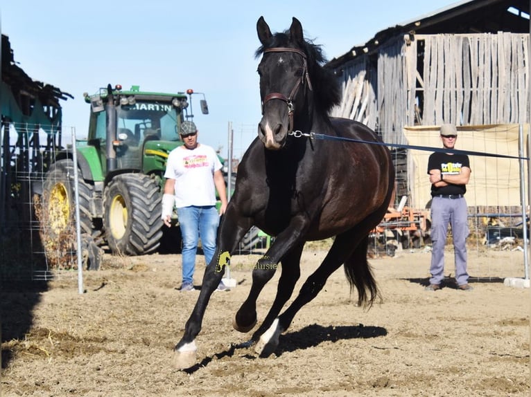PRE Stute 5 Jahre 160 cm Rappe in Provinz Granada