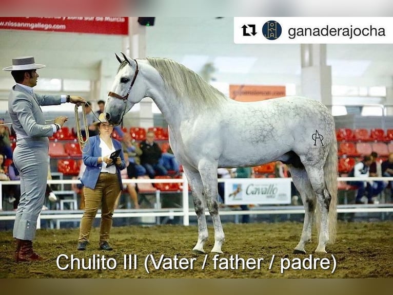 PRE Stute 5 Jahre 160 cm Rappe in Provinz Granada