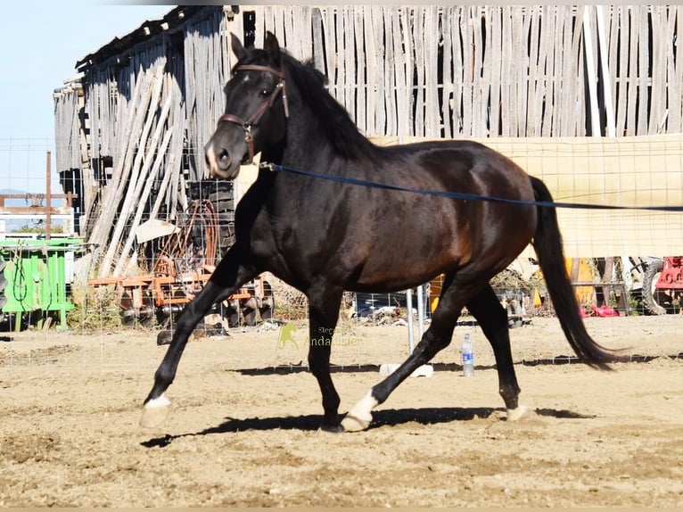 PRE Stute 5 Jahre 160 cm Rappe in Provinz Granada