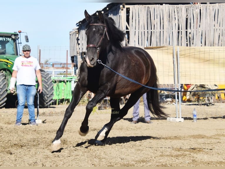 PRE Stute 5 Jahre 160 cm Rappe in Provinz Granada