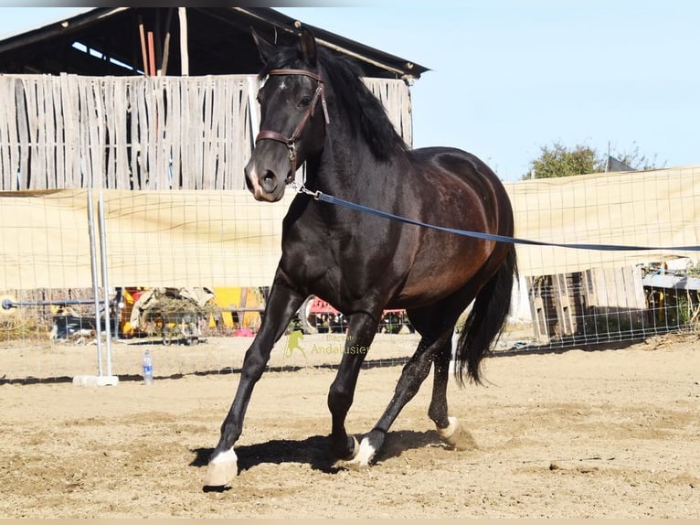 PRE Stute 5 Jahre 160 cm Rappe in Provinz Granada