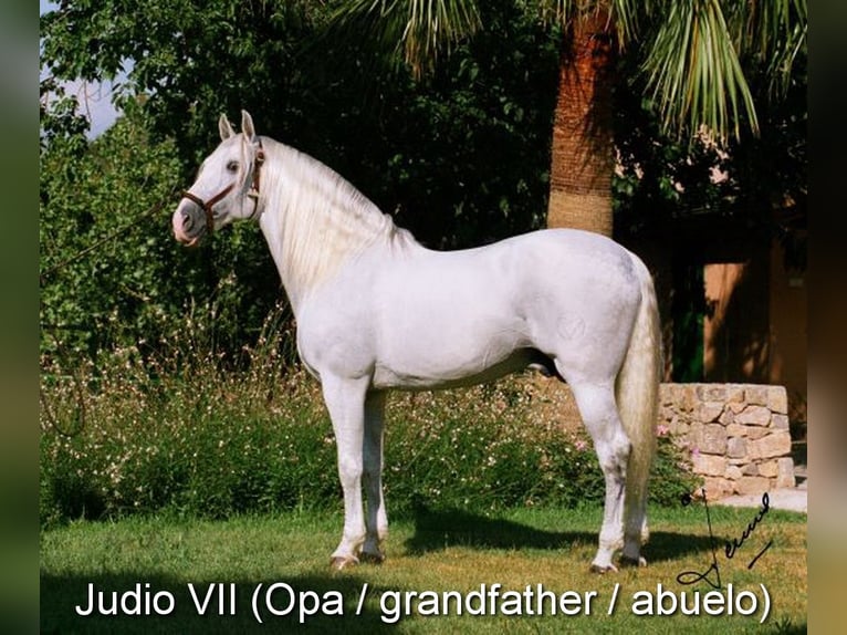 PRE Stute 5 Jahre 161 cm Schimmel in Provinz Malaga