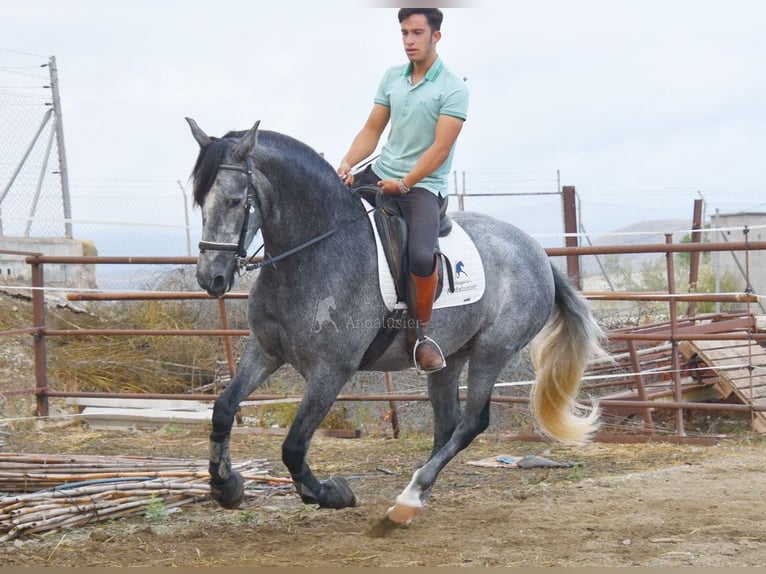 PRE Stute 5 Jahre 161 cm Schimmel in Provinz Malaga