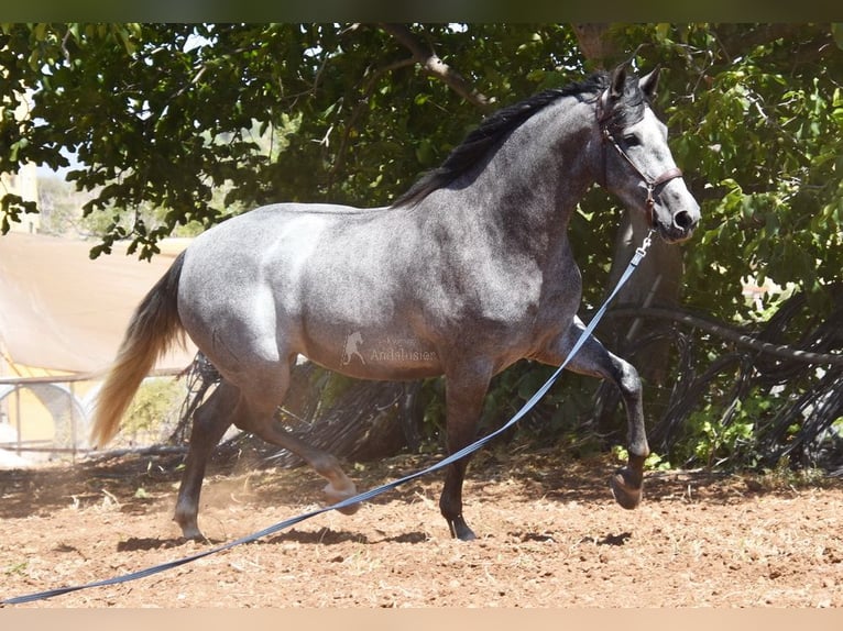 PRE Stute 5 Jahre 161 cm Schimmel in Provinz Malaga