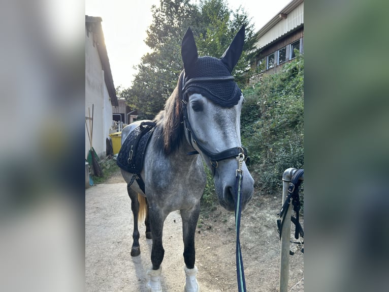 PRE Mix Stute 5 Jahre 162 cm Apfelschimmel in Nast&#xE4;tten