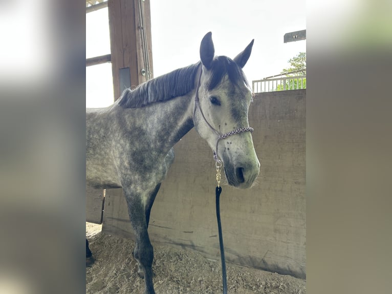 PRE Mix Stute 5 Jahre 162 cm Apfelschimmel in Nast&#xE4;tten