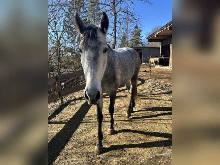 PRE Mix Stute 5 Jahre 162 cm Apfelschimmel in Nast&#xE4;tten