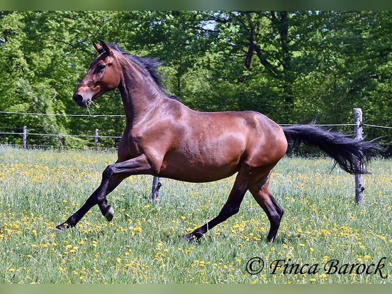 PRE Mix Stute 5 Jahre 162 cm Brauner in Wiebelsheim