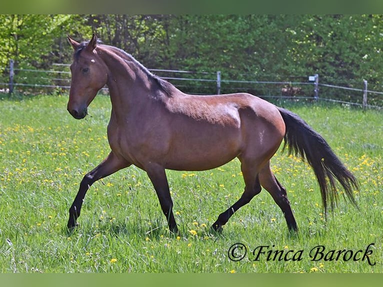 PRE Mix Stute 5 Jahre 162 cm Brauner in Wiebelsheim