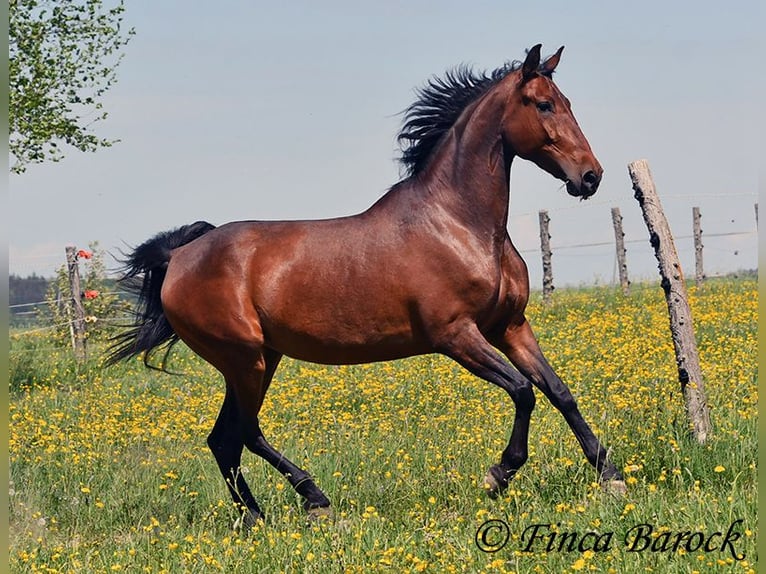 PRE Mix Stute 5 Jahre 162 cm Brauner in Wiebelsheim