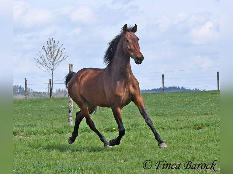 PRE Mix Stute 5 Jahre 162 cm Brauner in Wiebelsheim
