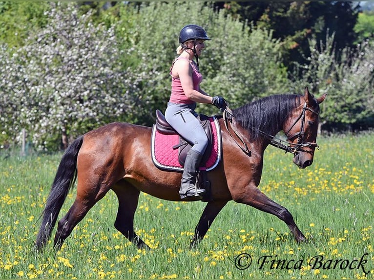 PRE Mix Stute 5 Jahre 162 cm Brauner in Wiebelsheim
