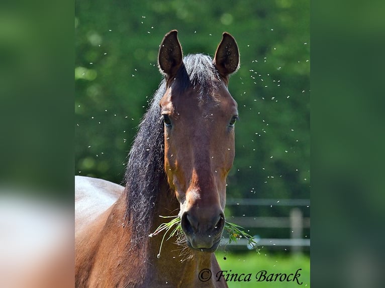 PRE Mix Stute 5 Jahre 162 cm Brauner in Wiebelsheim