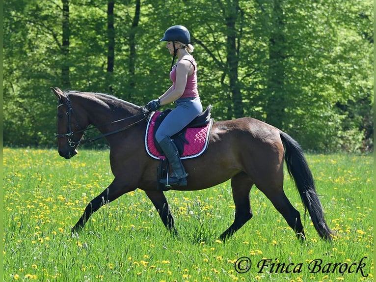 PRE Mix Stute 5 Jahre 162 cm Brauner in Wiebelsheim