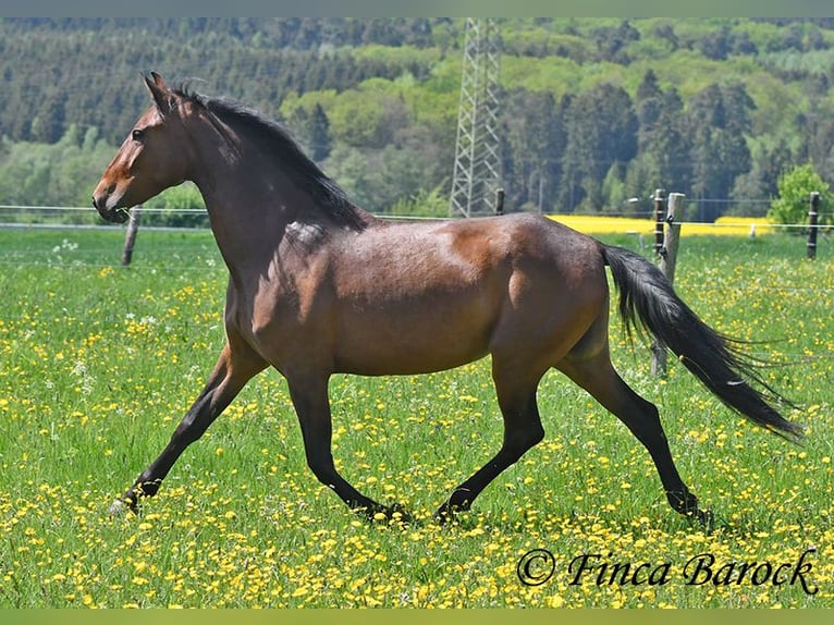 PRE Mix Stute 5 Jahre 162 cm Brauner in Wiebelsheim