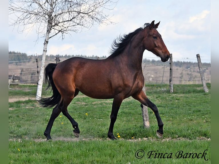 PRE Mix Stute 5 Jahre 162 cm Brauner in Wiebelsheim