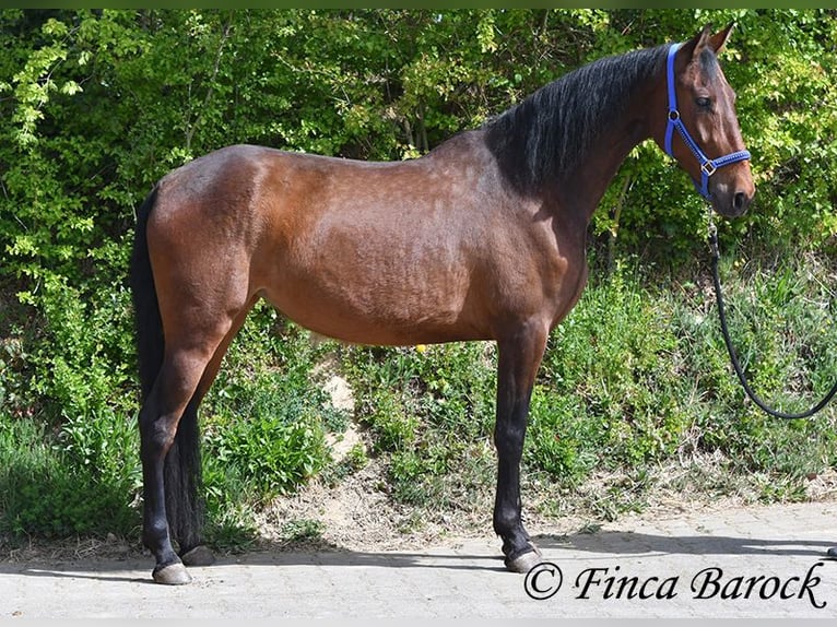 PRE Mix Stute 5 Jahre 162 cm Brauner in Wiebelsheim